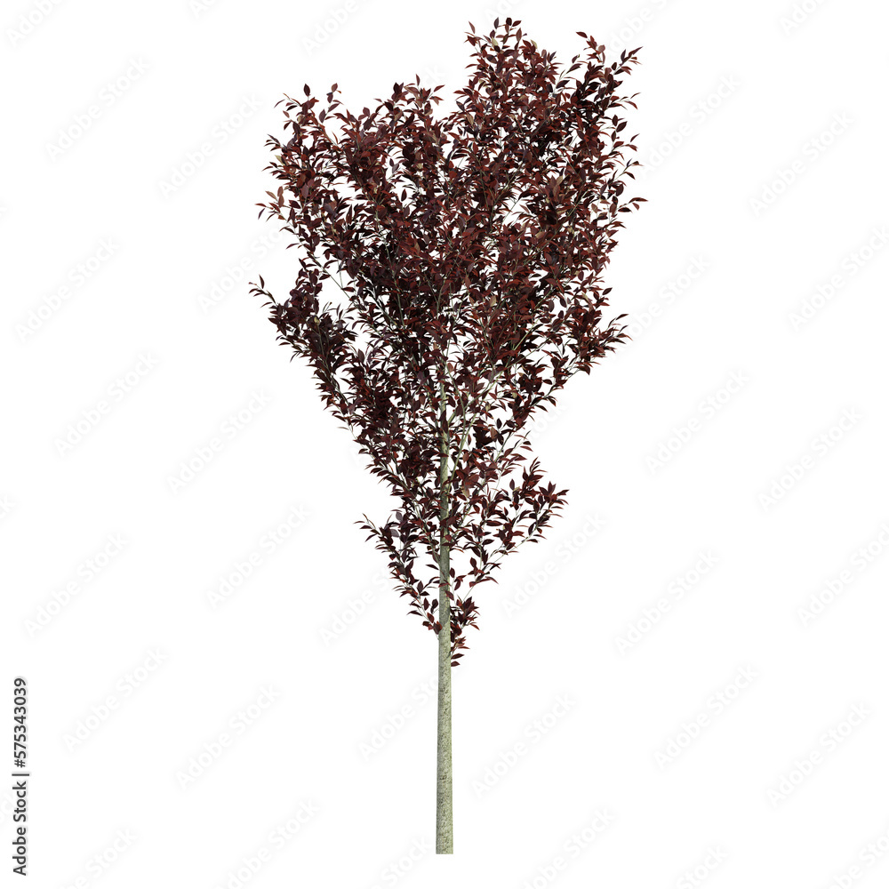 Fototapeta premium tree isolated on white background, 3d render