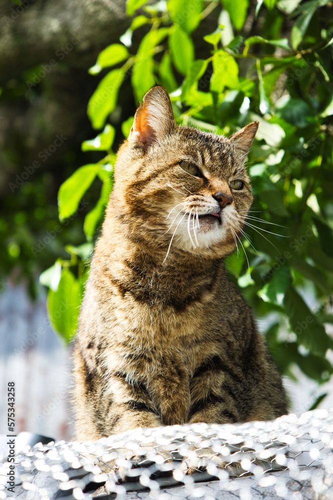 街中の野良猫