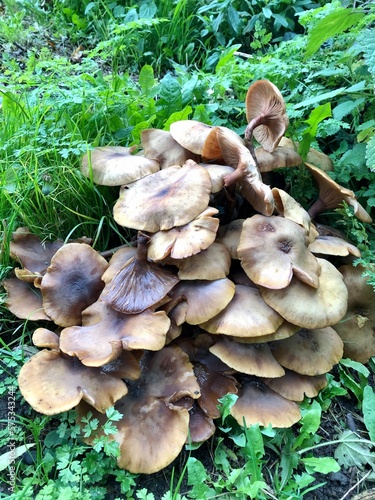Cluster of Wild Mushrooms Fungi Growing Nature Wendover Woods AONB England UK photo