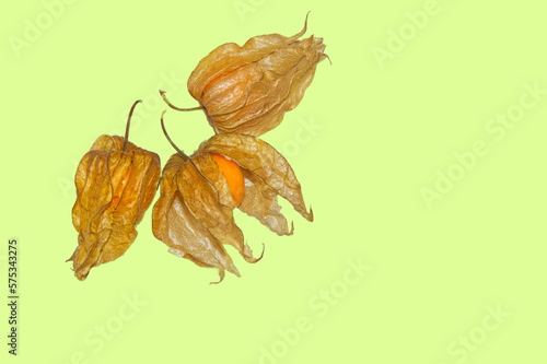 Three physalis fruits against a green background