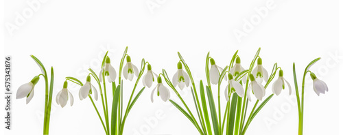 Blühende Schneeglöckchen vor weissem Hintergrund