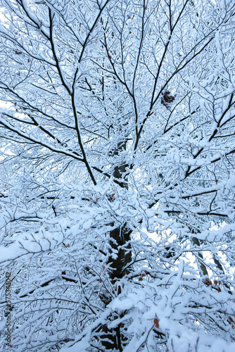 Schneebedeckter Baum im winter