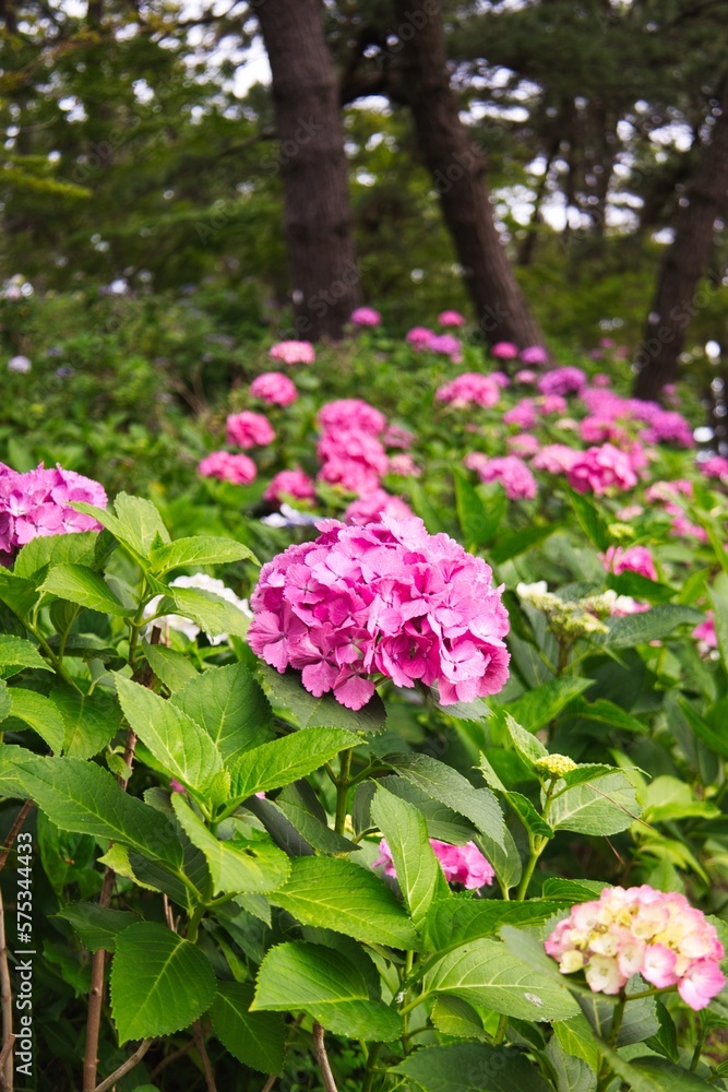 アサガオの花