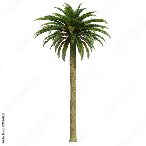 tropical palm tree isolated on white background  3d render