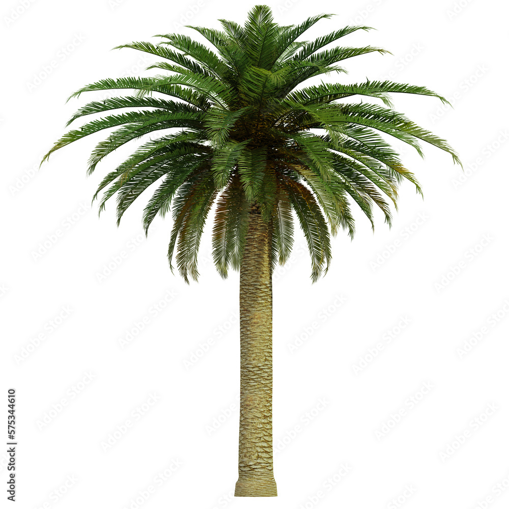Fototapeta premium tropical palm tree isolated on white background, 3d render
