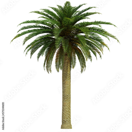 tropical palm tree isolated on white background  3d render