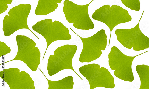 Grüne Ginkgoblätter auf weissem Hintergrund