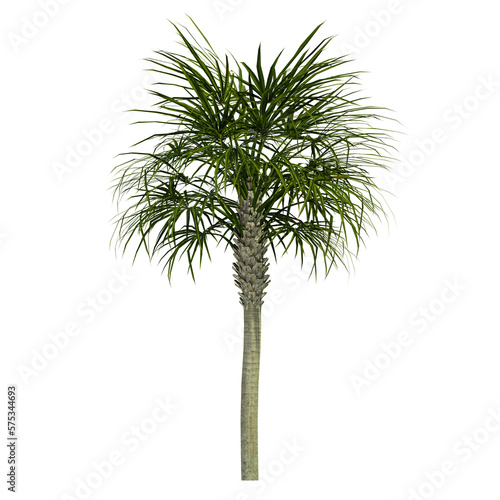 tropical palm tree isolated on white background, 3d render © Gbor