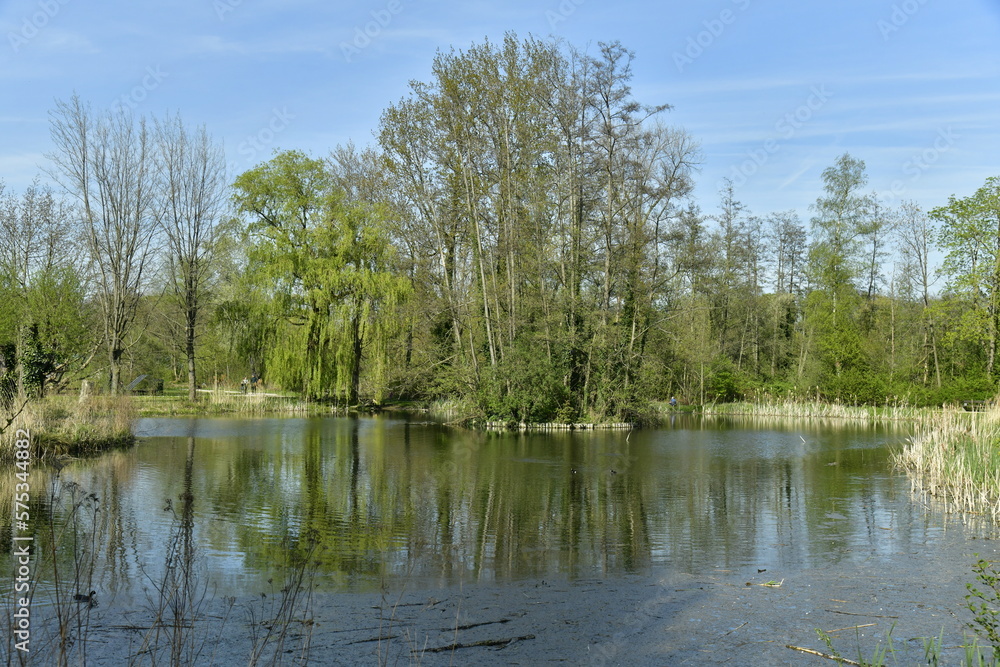 L'un des étangs entouré de végétation luxuriante au début du printemps au domaine provincial de Kessel-Lo au nord de Louvain 