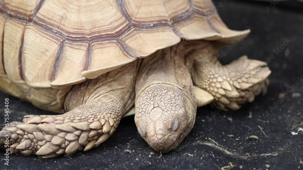 A turtle is sleeping during the day. A turtle is sleeping during the day.