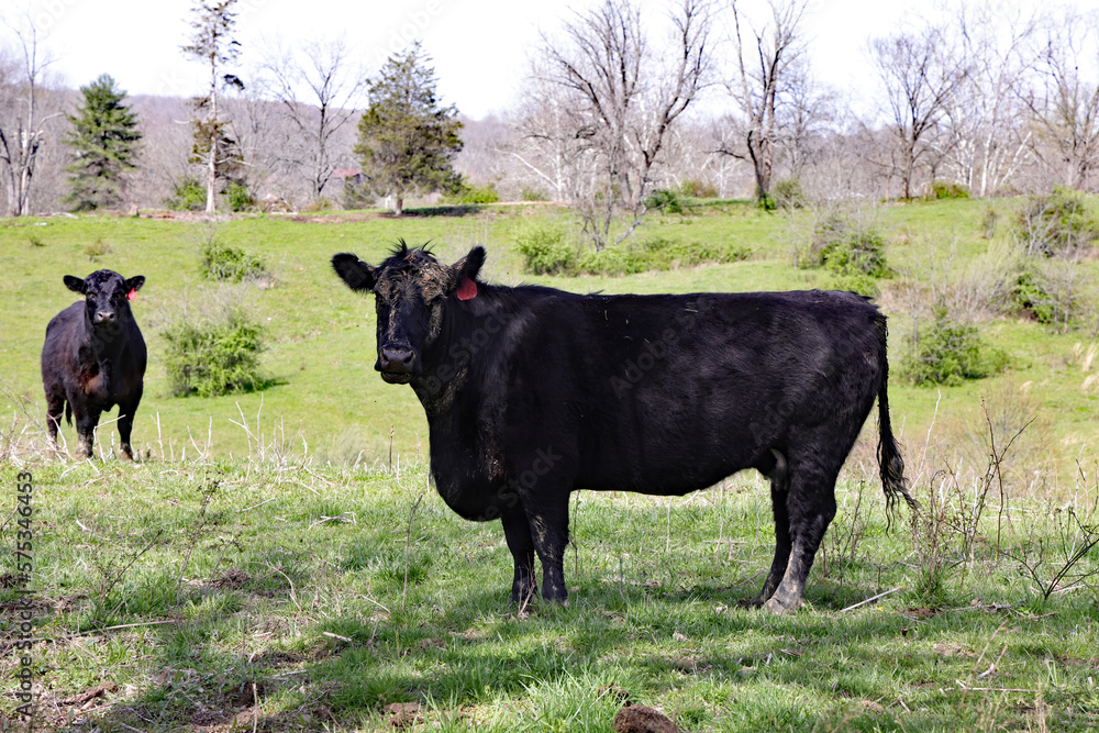 Black Angus Cow in a Field