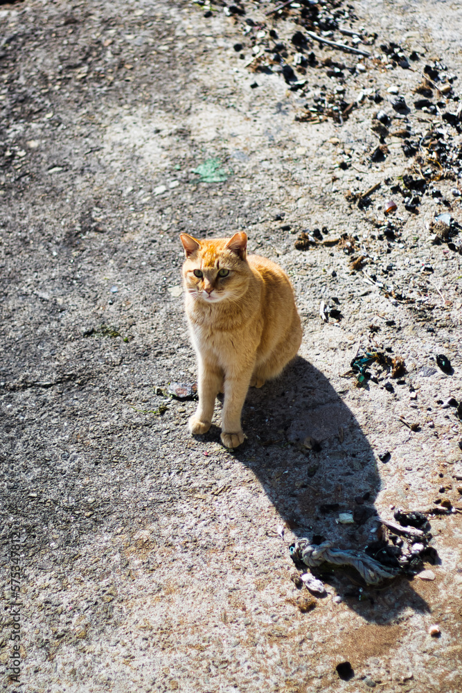 Fototapeta premium 漁港で生活をしている猫くつろぐ