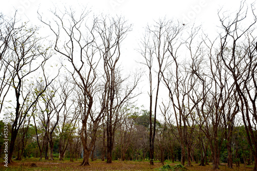 The trees sheds its leves in the dry