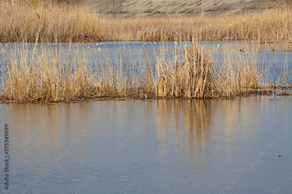 Closeup of the yellow reed area in the middle of a lake with selective focus on foreground Closeup of the yellow reed area in the middle of a lake with selective focus on foreground