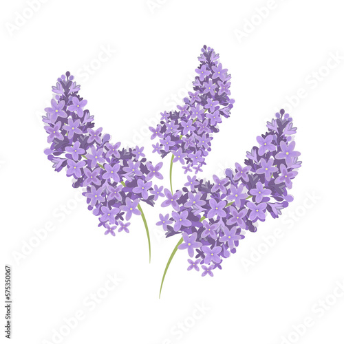 Beautiful lilac flowers on a white background