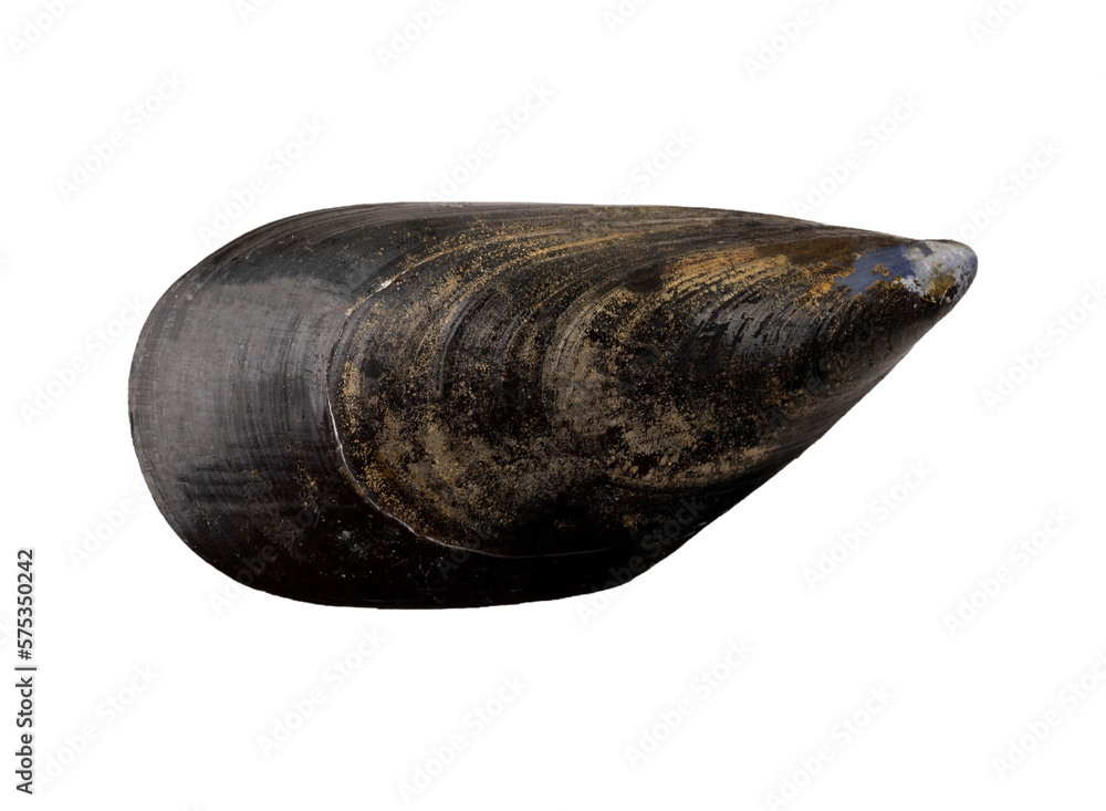 Mussels isolated on white background. Fresh seafood. Mussels isolated on white background. Fresh seafood.