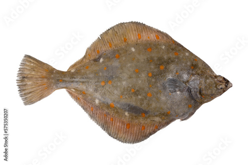 Plaice fish isolated on white background. Fresh flounder