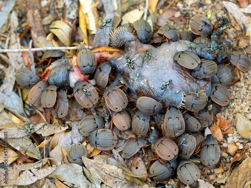 A group of scarab disposes of animal carcasses. Zombitse-Vohibasia National Park Madagascar wildlife.
