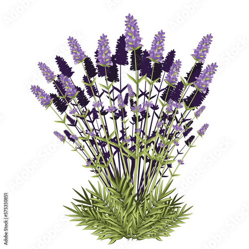 Lavender on a white background