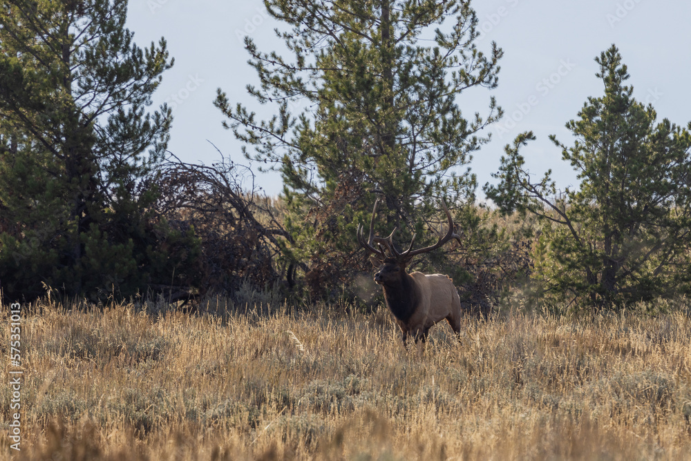Fototapeta premium Bull Elk in Wyoming During the Fall Rut