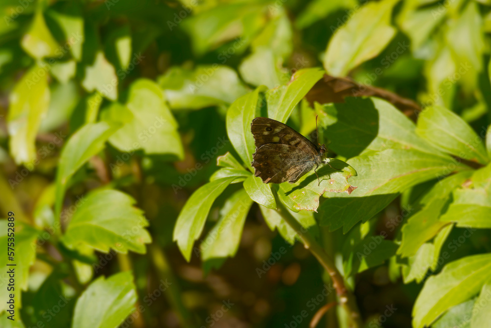 Speckled Wood Butterfly (Pararge aegeria) perched on green leaf in Zurich, Switzerland Speckled Wood Butterfly (Pararge aegeria) perched on green leaf in Zurich, Switzerland