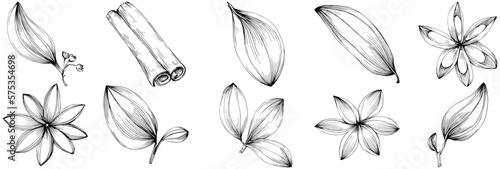 Cinnamon vector isolated plant with leaves. Herbal engraved style illustration. Detailed organic product sketch.The best for design logo, menu, label, icon, stamp.