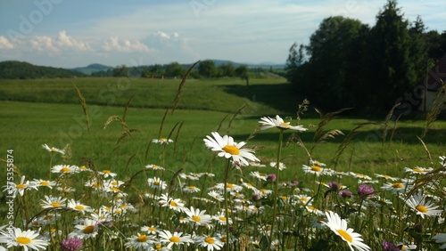 Foto Sommer auf dem Land mit weiß-gelben Blumen und grünen Hügeln