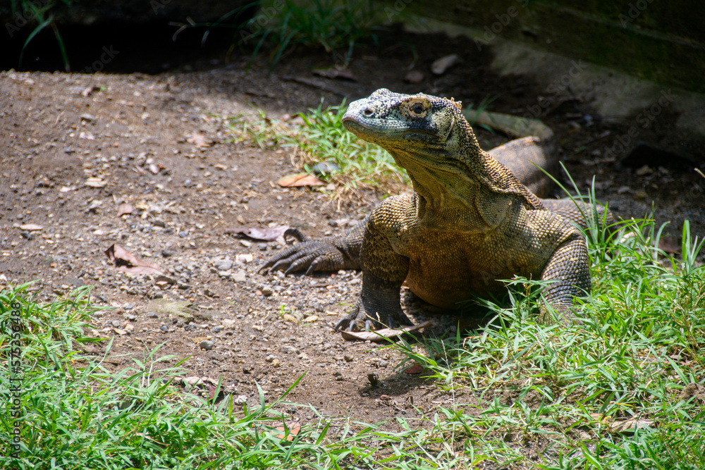 Komodo dragon lizard in the wild, Varanus komodoensis Komodo dragon lizard in the wild, Varanus komodoensis