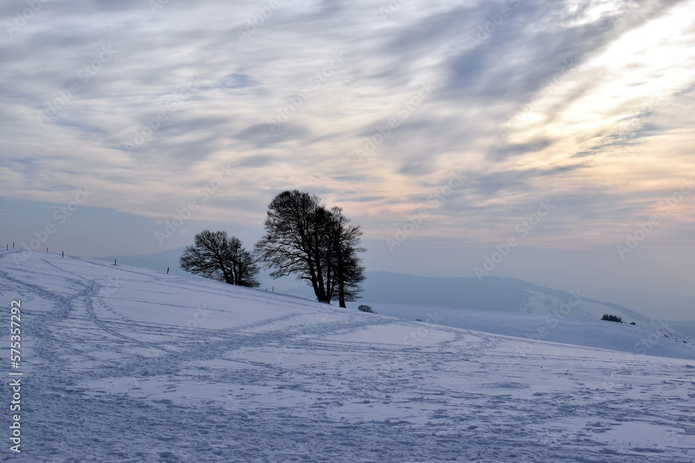 Windschiefe Bäume auf dem Schauinsland Windschiefe Bäume auf dem Schauinsland