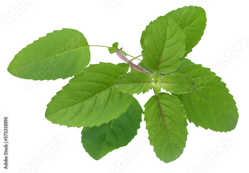 Medicinal red tulsi leaves photo
