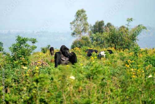 Mountain Gorilla Silverback feeding on a pasture with cows in the background. Clashes with farmers and wildlife are becoming more common in Africa with population growth. Improved edit. Virunga, Congo