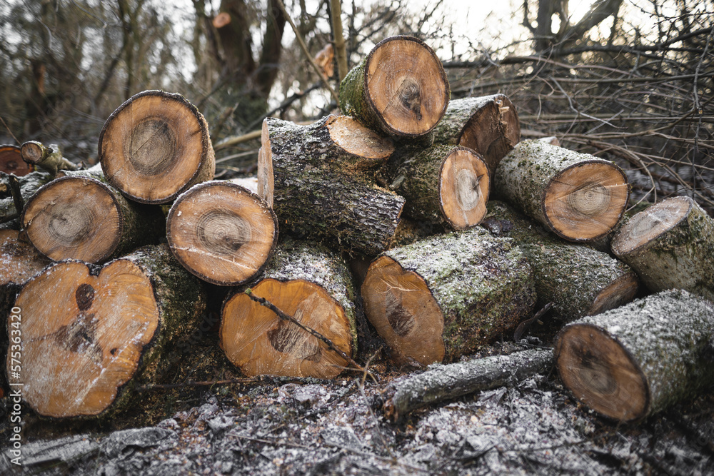 many cut trees in the forest for firewood many cut trees in the forest for firewood