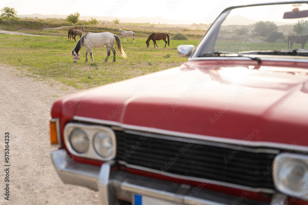 old red cabriolet on the background of horses in the pasture. old red cabriolet on the background of horses in the pasture.