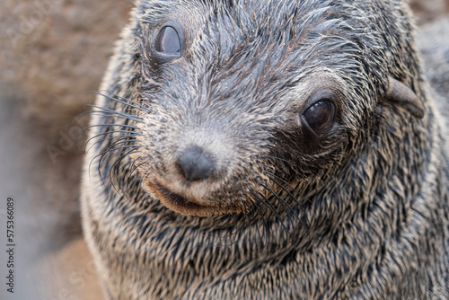 Cub of Cape Fur Seals photo