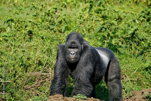 Mountain Gorilla Silverback on a farmer's field. Clashes between farmers and wildlife are becoming more common in Africa with population growth. Improved edit. Virunga, Congo photo