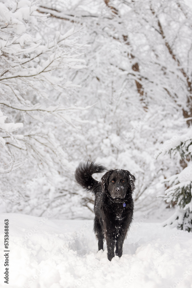 A newfoundland standing in a snowy landscape
