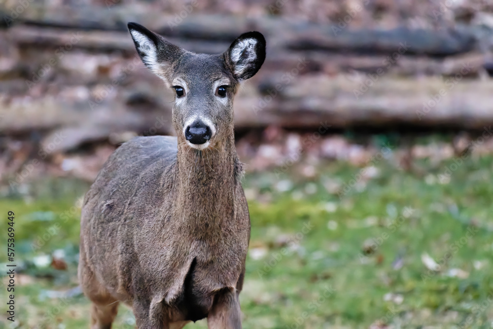 Fototapeta premium A nice and healthy Doe comes down into our yard to eat from the bird seed that has dropped on the ground. A nice warm winter evening and the deer are out looking for food in Windsor NY.