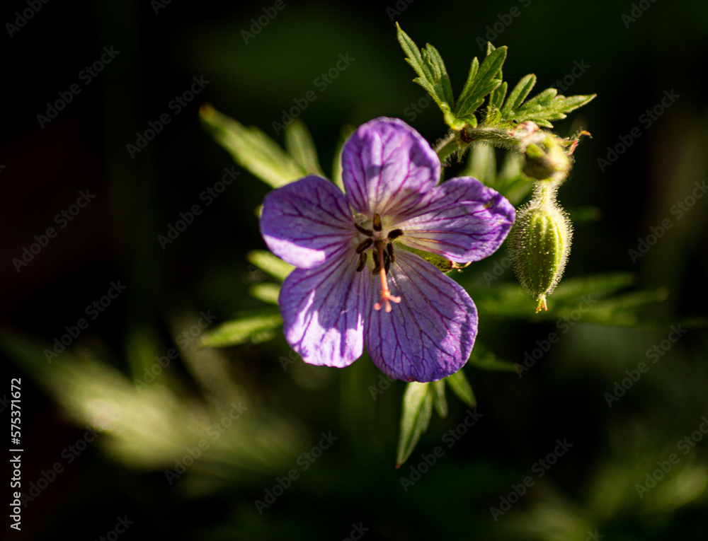 Obraz premium flower in the garden