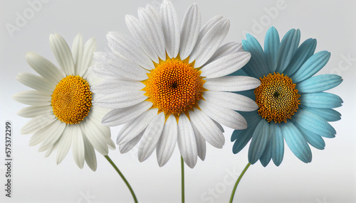 a blooming daisy on a white background. Generative AI