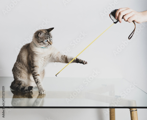 a photo session of our cats