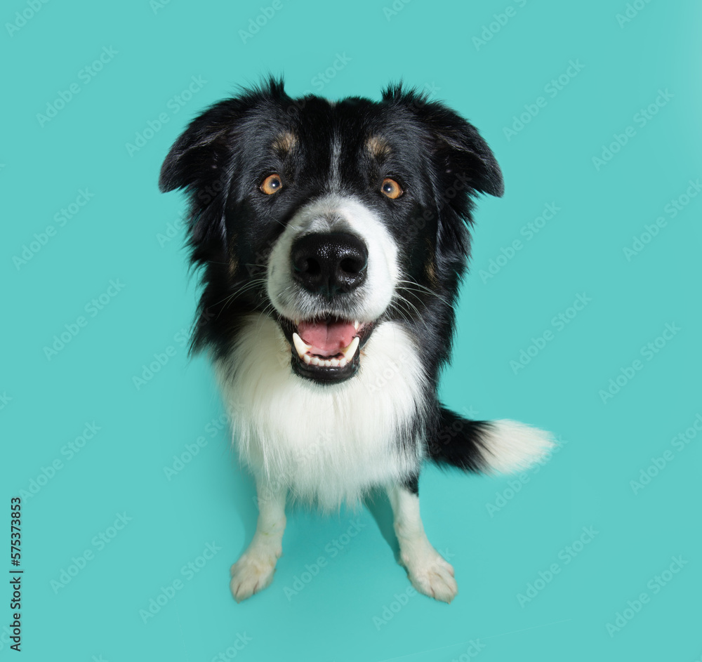 Portrait happy smililng border collie dog sitting and looking up. Isolated on blue backgorund