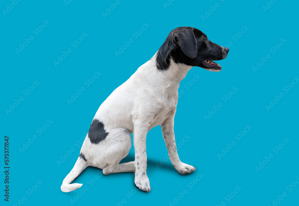 Cute dog sitting in profile to the camera with its mouth open on a blue background