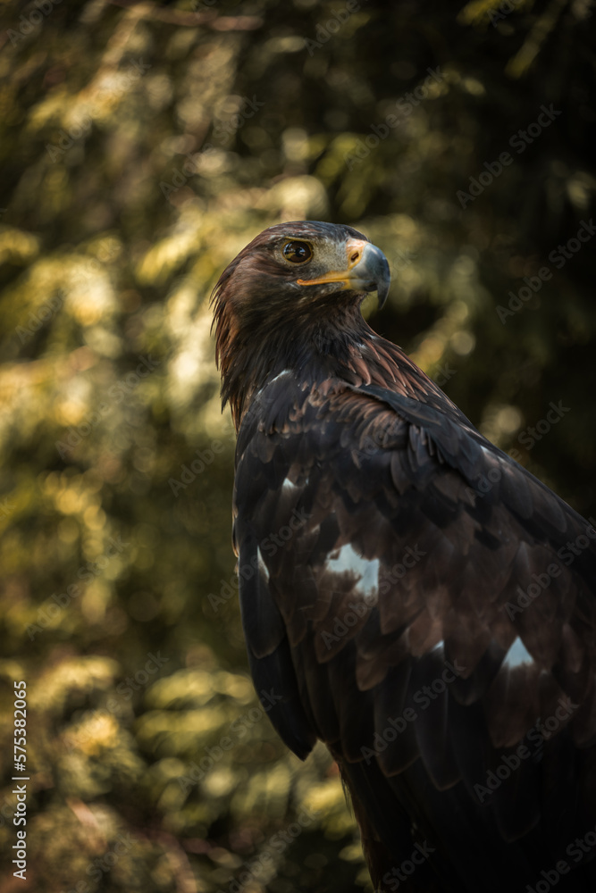 portrait of an eagle portrait of an eagle