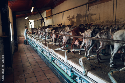 dairy farm animals goats © Wojciech