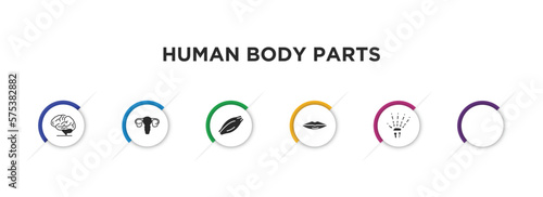 human body parts filled icons with infographic template. glyph icons such as brain body organ, eye with lashes, human uterus, muscle fiber, thin lips, human hand bones vector.