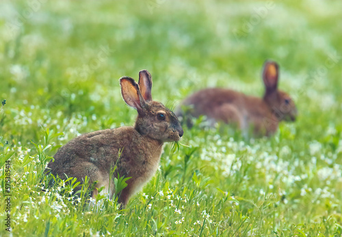 Snowshoe hare feeding on clover