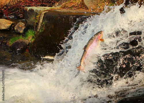 Leaping Rainbow Trout