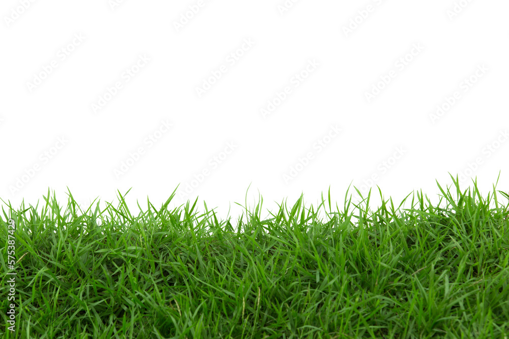 Grass isolated on white background. Grass isolated on white background.