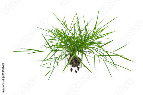 Grass isolated on white background. 