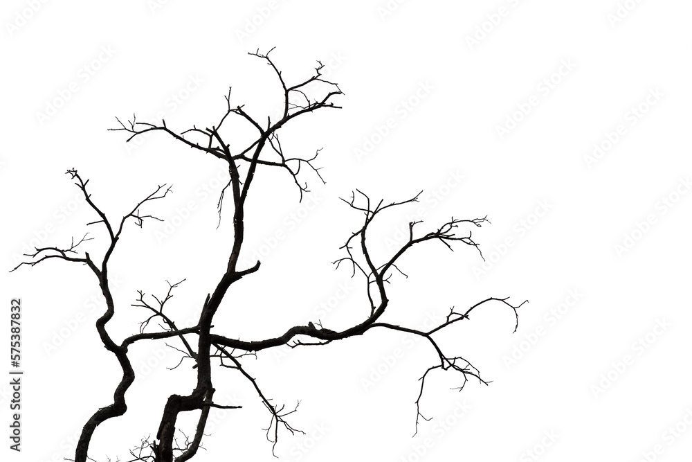 Dead branches , Silhouette dead tree or dry tree  on white background. 
